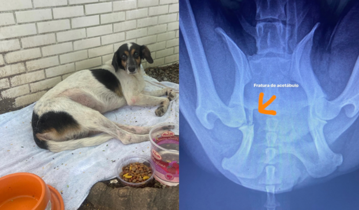 Ajude o toby, o cachorrinho de rua que foi atropelado.