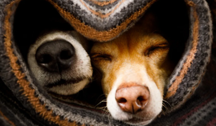 Ajuda para Compra de Cobertores para Pets Idosos em Abrigo