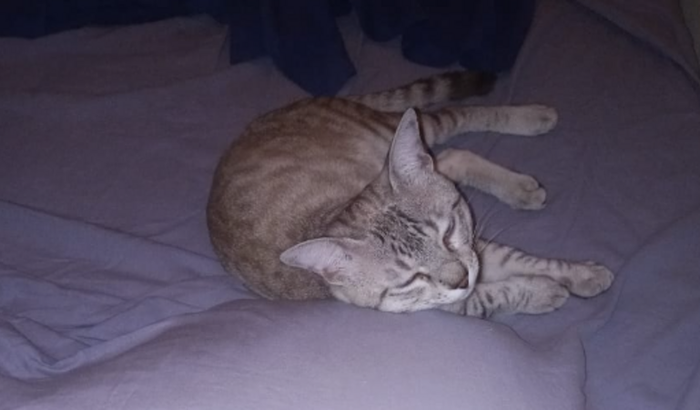 Ajuda para o tratamento do gatinho Floquinho.