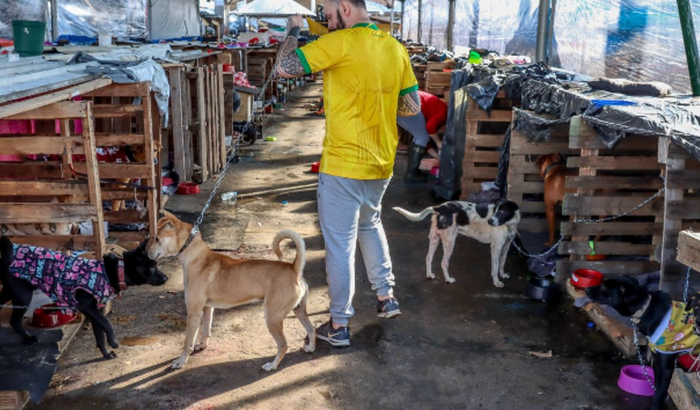 Ajuda aos abrigos de animais do RS 