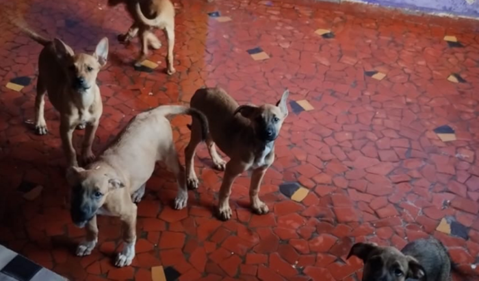 Filhotes Abandonados 