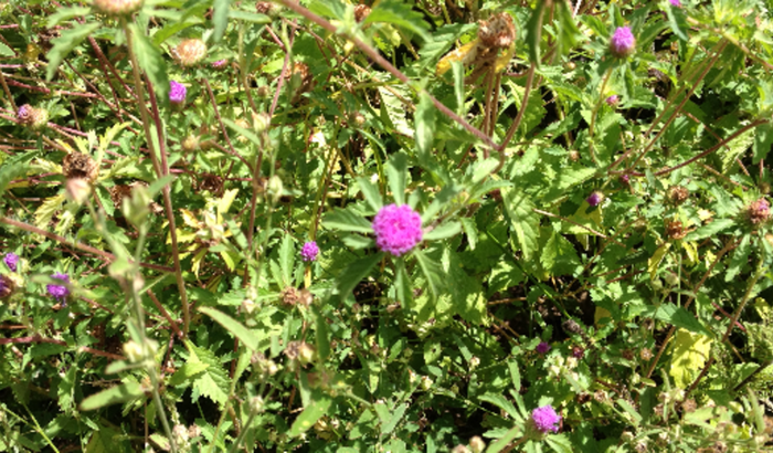 Ajude a uma professora a consquisar sa pós-graduação