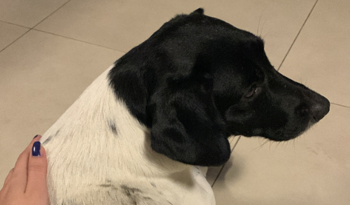 Injeções para o Nick