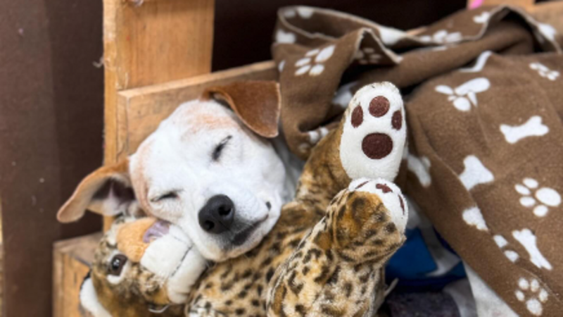 imagem da vaquinha União de Abrigos de Animais em Porto Alegre - Unicão