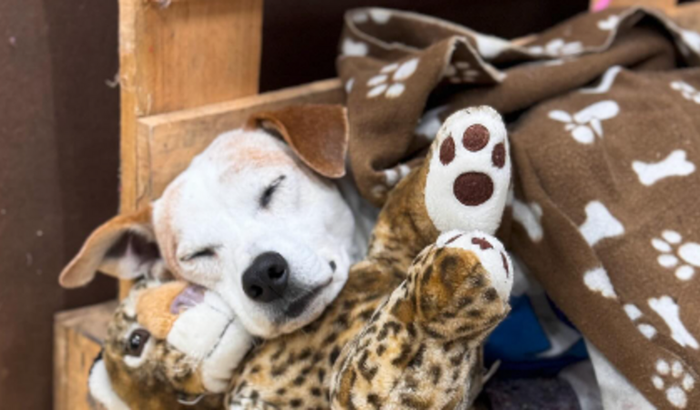 União de Abrigos de Animais em Porto Alegre - Unicão