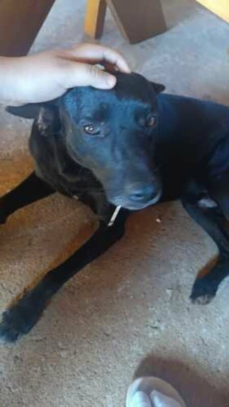 Cachorro com anzol na boca 