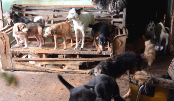 Ajuda para nossos amigos de 4 patas