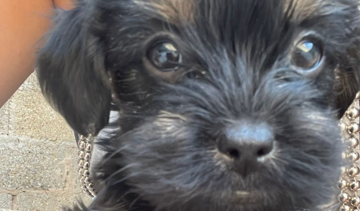 Ajude a Trazer Nosso Novo Amigo Peludo de Brasília para Casa!