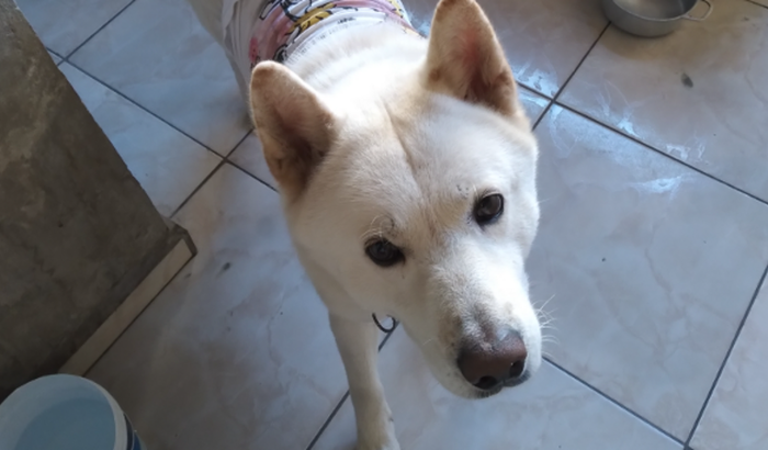 Ajude a salvar a vida do Bob