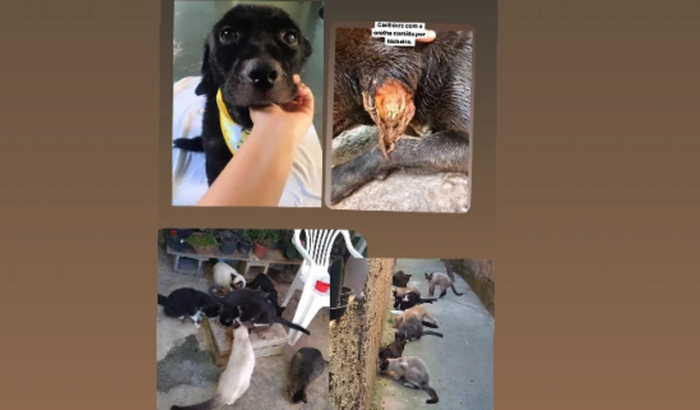Vakinha da Helô ajude um animalzinho