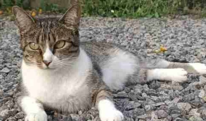 Ajude minha tia a trazer a kiara de volta pra casa viva!