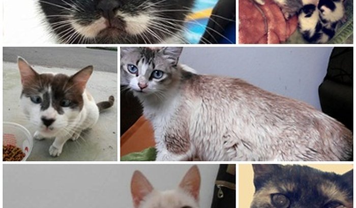 Despesas Veterinárias de animais abandonados 