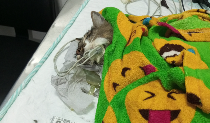 Salvar a vida do meu filhinho Nenis