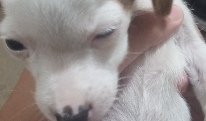 Uma ajuda para milizinha