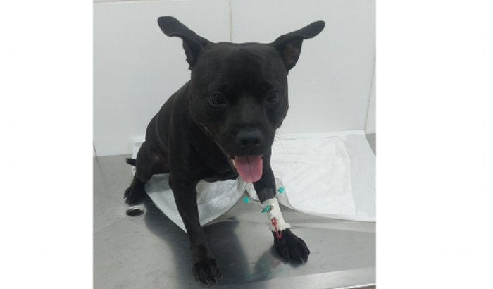 Ajude Hanna, foi envenenada e vai ter que refazer a cirurgia