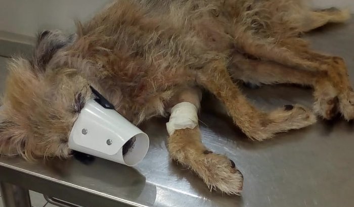 Cachorro idoso abandonado foi resgatado e precisa de cirurgia