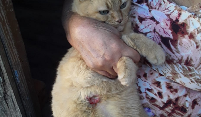 AJUDE A GATINHA MARIE