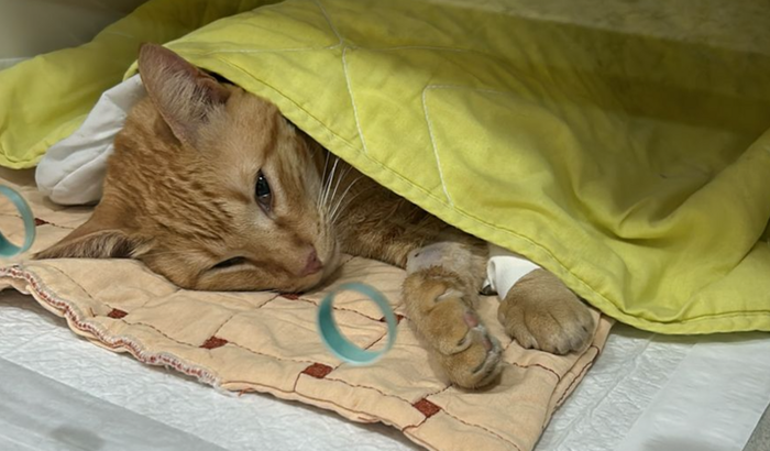 Ajude a quitar o tratamento do Simba
