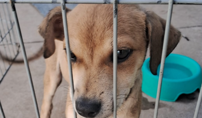 Manutenção animais Projeto Vida de Bicho