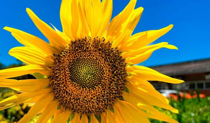 Poesia meu sonho de poeta