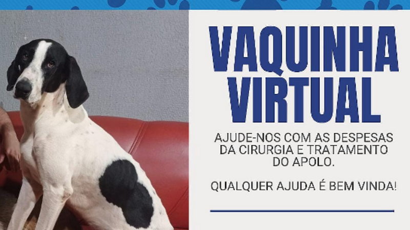 imagem da vaquinha Uma pata amiga para o Apolo