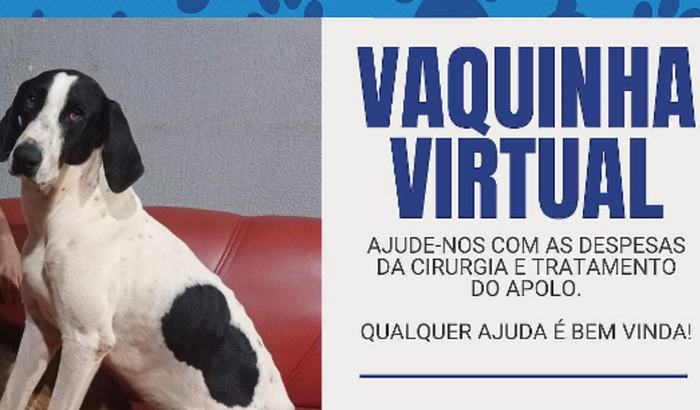 Uma pata amiga para o Apolo