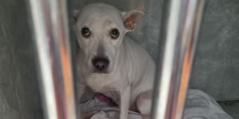 Ajude a Pitbull Gaia na Cirurgia de Piometra