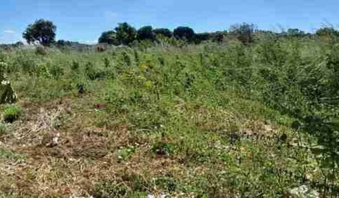 Ajudar fazer um campo socyete