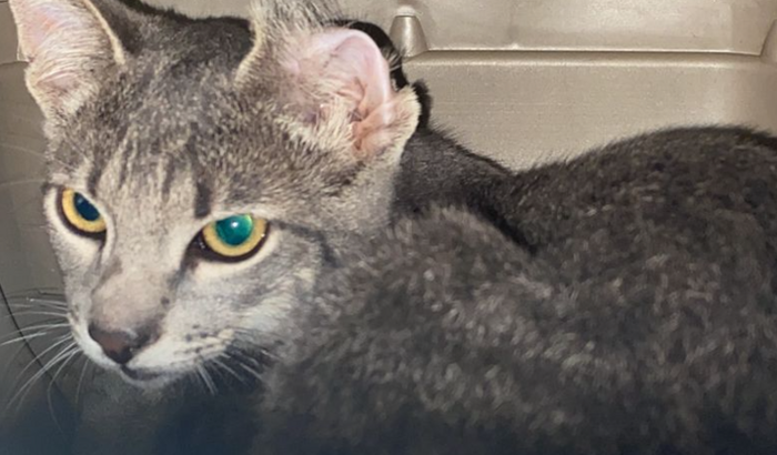 Cirurgia do gatinho Baby