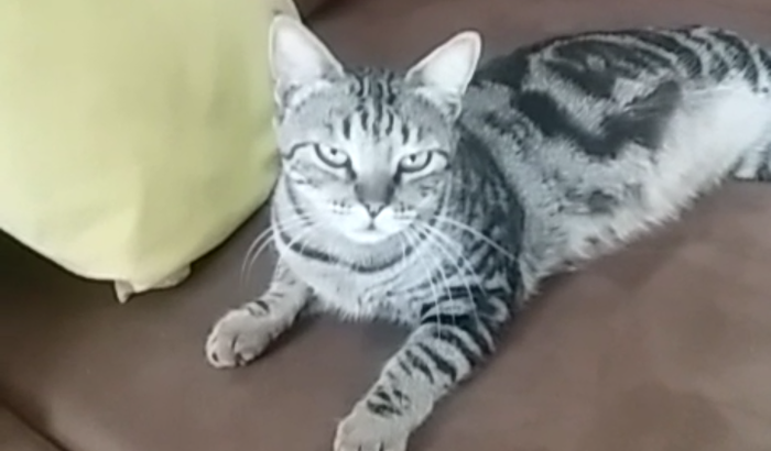 Gatinha Isadora 