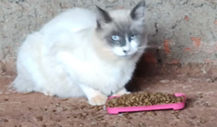 castração de gatos e ração