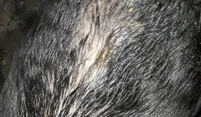 Ajude a Amy Winehouse