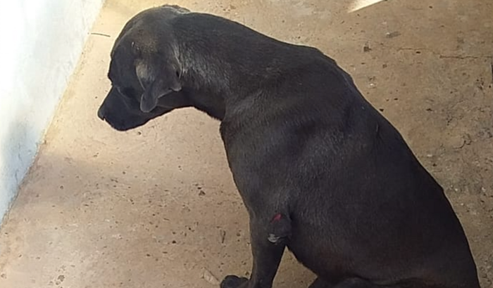 Pretinho atropelado