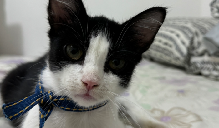 Cirurgia do gatinho Cuscuz 💛😽