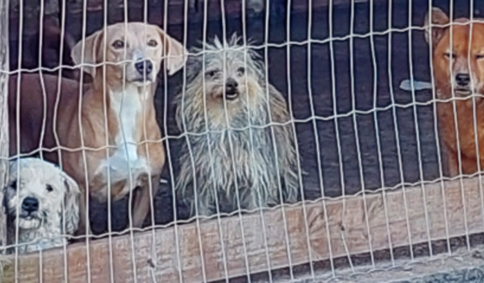 Um lugar ao Sol para os cãezinhos do Abrigo da Ângela!