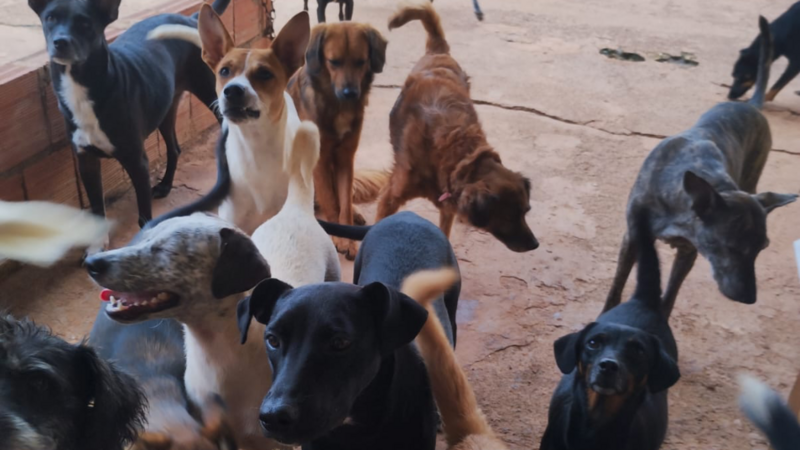 imagem da vaquinha Ajude a pagar nossas dívidas com as clínicas veterinárias