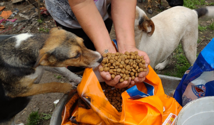 Juntos para alimentar um abrigo de animais resgatados das ruas 