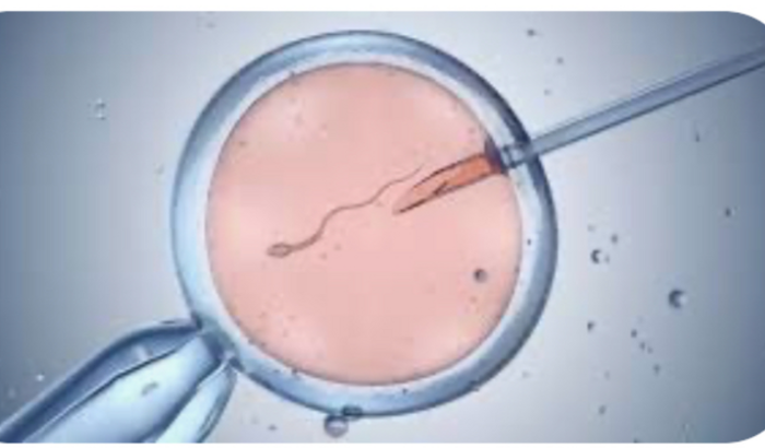 Ajude-me no processo fertilizacao 👶