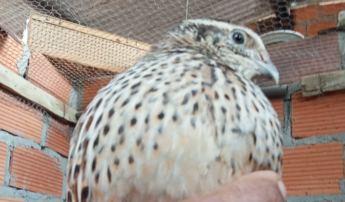 Criação de codorna 