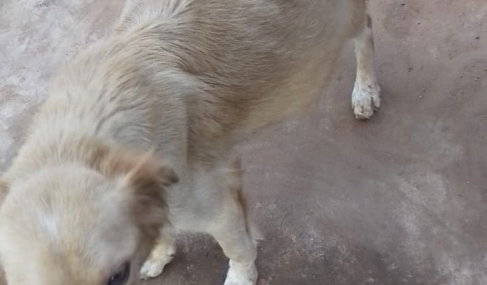 1° CONSULTA DA PRINCESA