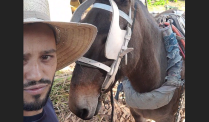 Comprar um sítio pra podermos continuar com nossos animais