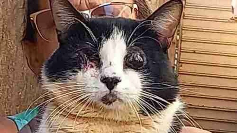 Gato olho infeccionado 