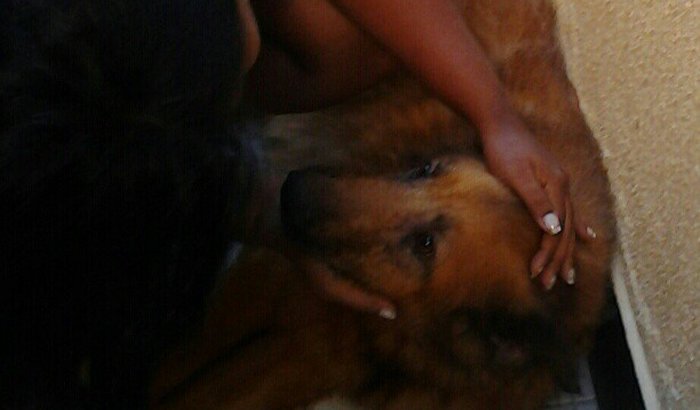 Ajude a mim e meus animais
