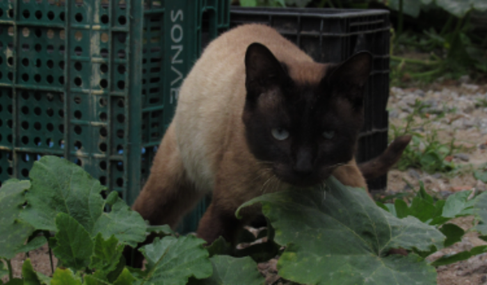 Cirurgia do meu filho (gato)