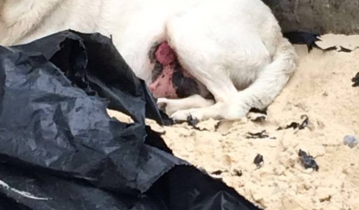 Ajuda para a cirurgia da Branca- Cachorra Comunitária!