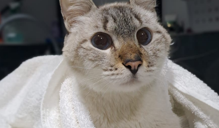 Ajude o gatinho Dragao