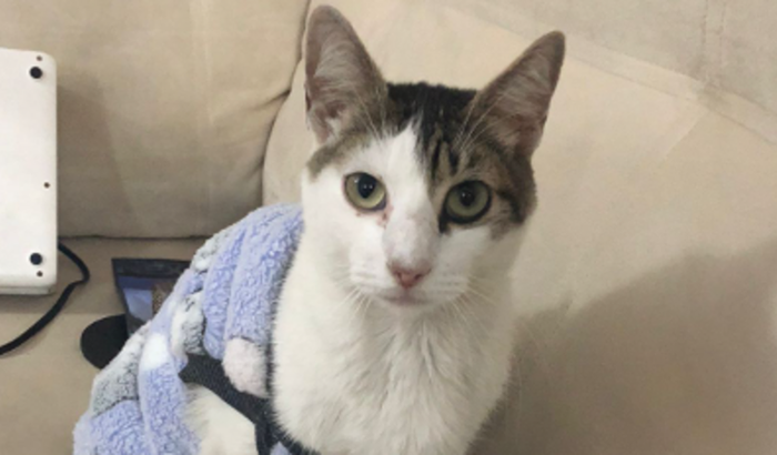 Ajude a salvar a vida do Juca positivo para PIF