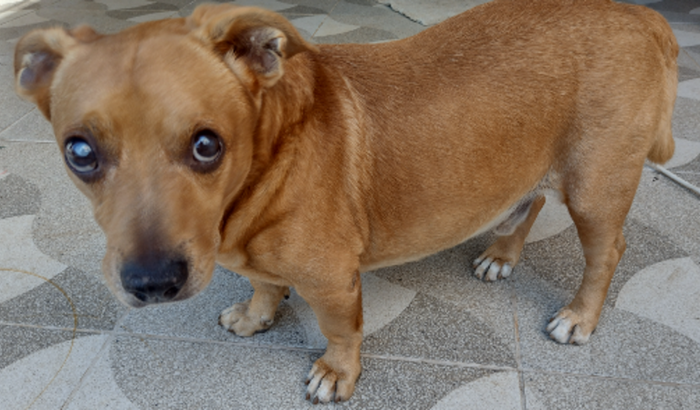 Ajude o Pit Voltar a Enxergar!