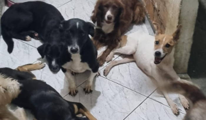 “Unidos Pelos Animais: Ajude o Abrigo das Patitas de Bangu”