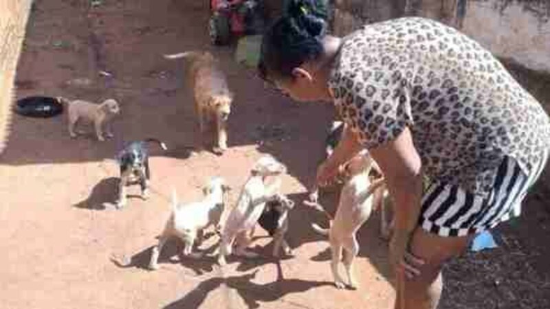Ajuda para os animais 